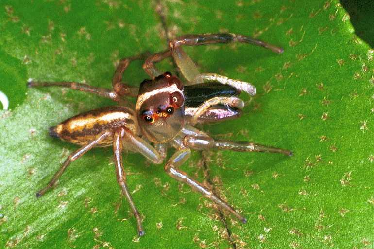 Clynotis_ZZ049_F0749_Z_90_Palmerstone park_Australie.jpg